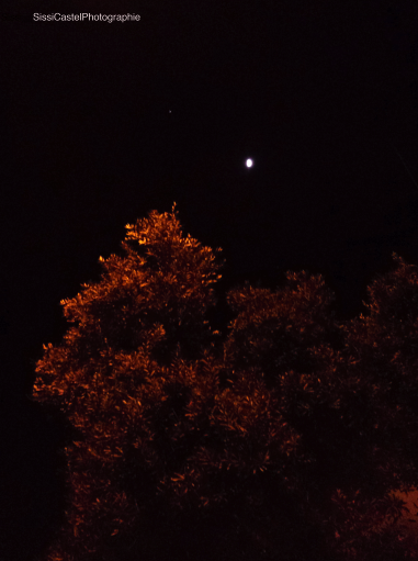 L'albero d'oro, luna, stella