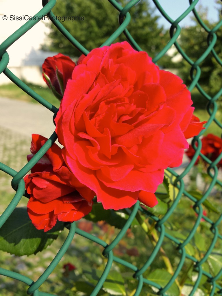 rosa rossa