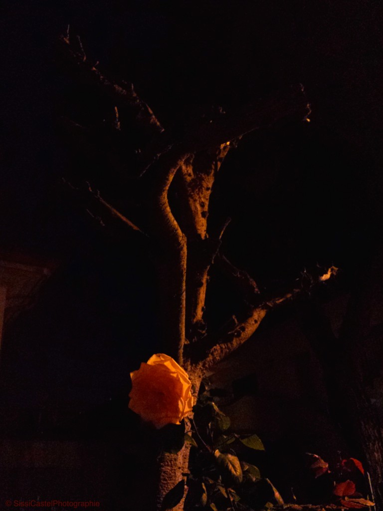 Mi piace la notte, le rose, di notte