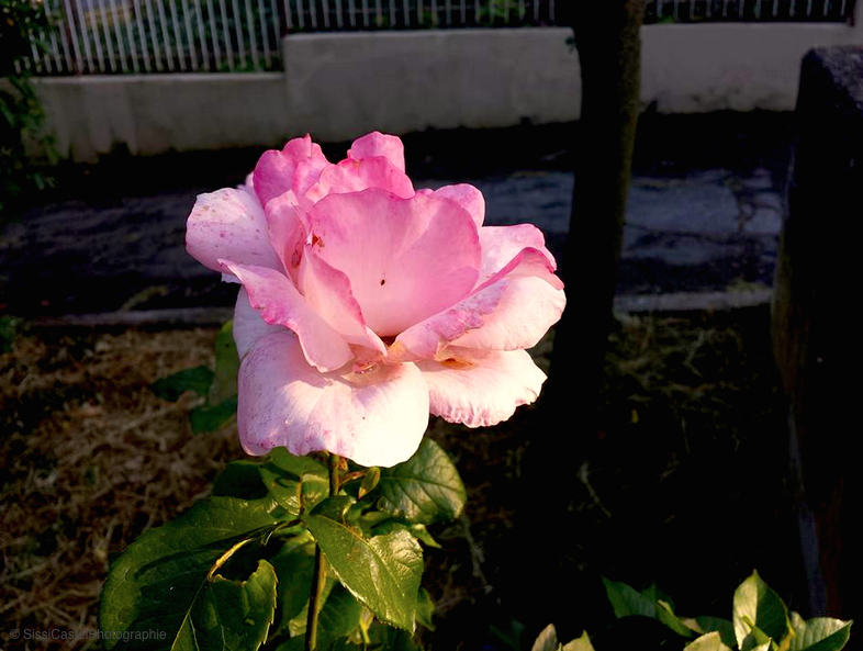 voglia di rose