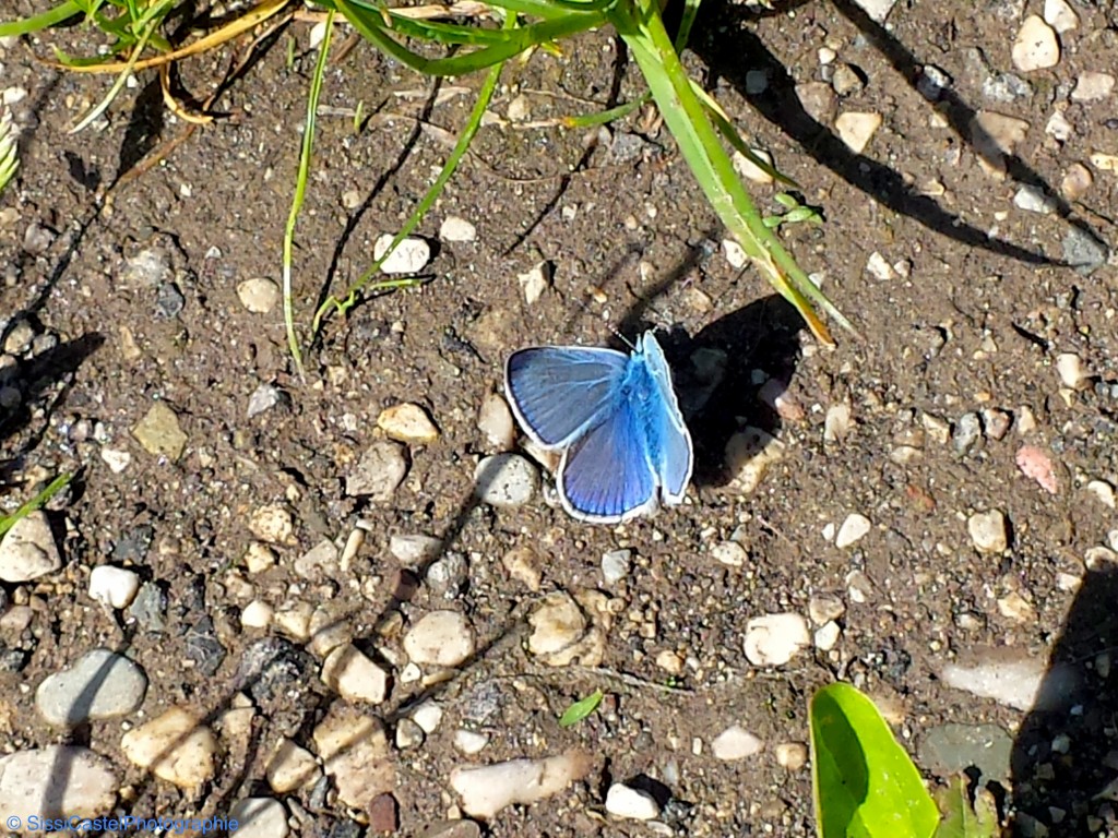 La farfalla blu