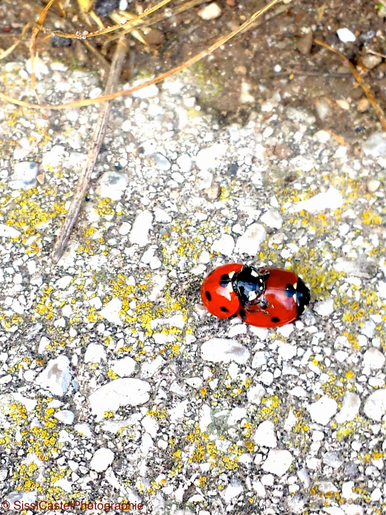 coccinelle copulanti