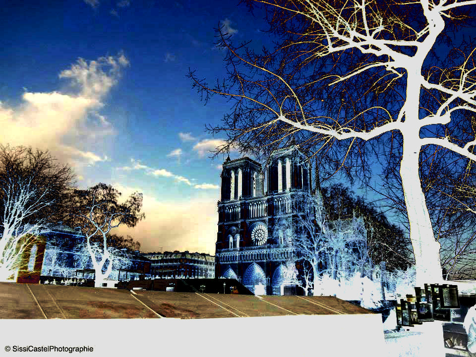 Notre Dame, negativi