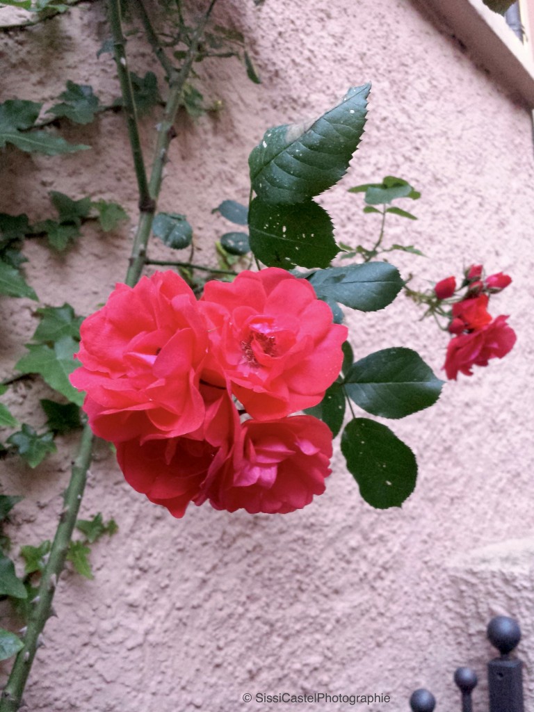 Rosa n.22 - Rosarium